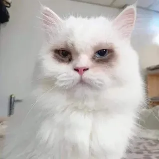🐾 chat, chat blanc, chaton fluffy, animal de compagnie, animal, chat domestique telegram sticker