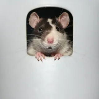 🐭 chuột, động vật, thú cưng, gặm nhấm, dễ thương, trắng đen telegram sticker