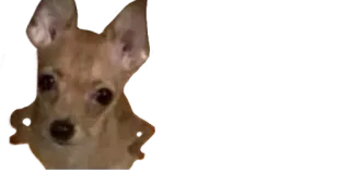 🤨 dog, chihuahua, cute, animal, pet telegram sticker