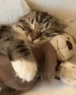 ☺️ Katze, Kätzchen, schlafend, Haustier, Tier, Teddybär, süß whatsapp sticker
