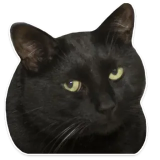 😐 gato negro, gato, animal, mascota, animal doméstico telegram sticker