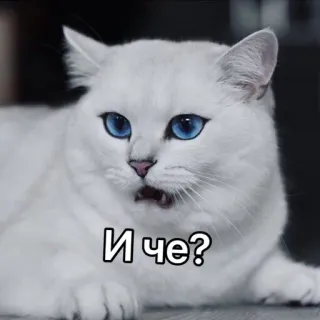 😑 И че? 猫, ミーム, ロシア, 動物, 白猫, 青い目 telegram sticker
