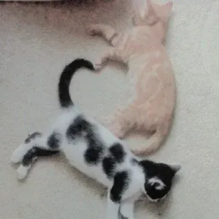 🐈 mèo, trái tim, động vật, mèo con, tình bạn, tình yêu telegram sticker
