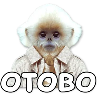 ✅ OTOBO singe, Otobo, animal, blanc, autocollant, mignon, drôle telegram sticker