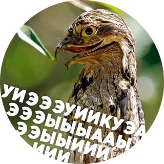 🐓 Птицы-хуицы @lennysticker telegram stickers