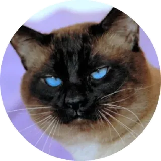 😏 chat, siamois, animal, yeux bleus, chat domestique, félin telegram sticker