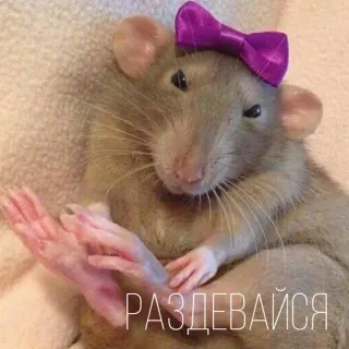 🥰 РАЗДЕВАЙСЯ rat, animal, nœud, mignon telegram sticker