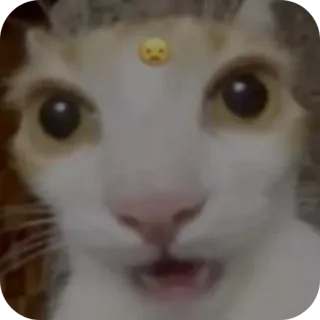 🙁 gatto, triste, emoji, animale domestico, animale telegram sticker