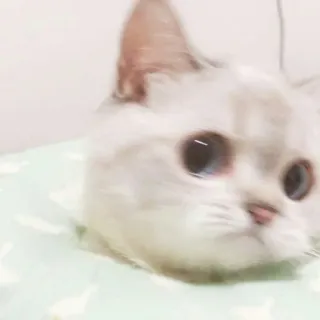 🐱 cat, animal, pet, domestic animal, cute, white cat, feline whatsapp sticker