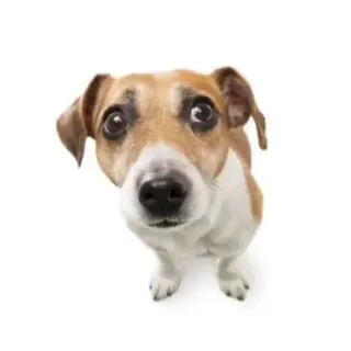 🐶 perro, animal, mascota, lindo, cachorro, animal doméstico telegram sticker