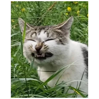 😆 kot, zwierzę, trawa, zęby, natura telegram sticker