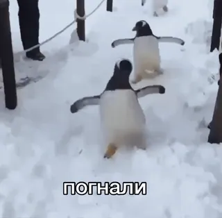 🤠 погнали пингвин, снег, животные, ходьба, смешной, зима telegram sticker