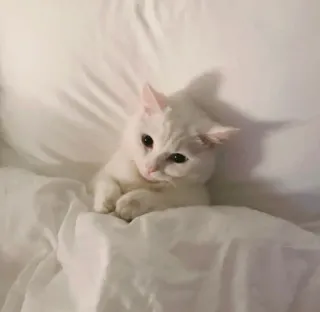 💓 кот, белый кот, котёнок, животное, питомец, милый, кровать, белое постельное белье whatsapp sticker
