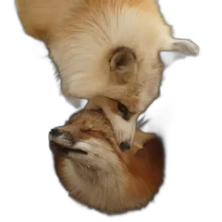 👄 fox, animals, wildlife, cuddle, affection, nature telegram sticker