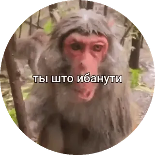 🌟 ты што ибанути monkey, animal, meme, russian telegram sticker