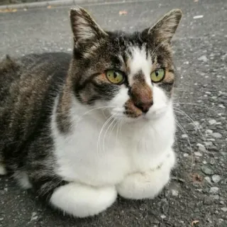 🐈 Katze, Tier, Haustier, Katzenartig, Säugetier, Haustier telegram sticker