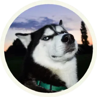 😎 Husky, Hond, Huisdier, Dier telegram sticker