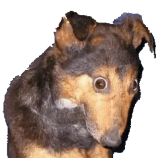 🐺 chien, animal, animal de compagnie, drôle, mème whatsapp sticker