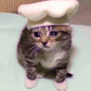 🥺 kucing, anak kucing, koki, topi, hewan, imut, hewan peliharaan whatsapp sticker