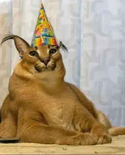 ⚜ caracal, cat, floppa, party hat, animal, mammal telegram sticker