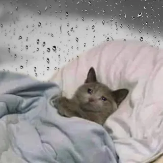 😭 kot, smutny, deszcz, kociak, słodki, zwierzę telegram sticker