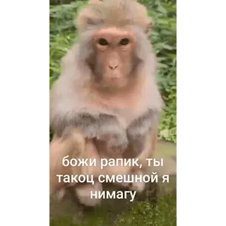 🐵 божи рапик, ты такоц смешной я нимагу mono, animal, gracioso, meme, broma, risa whatsapp sticker