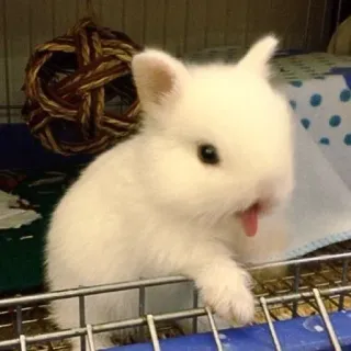 🌟 bunny, rabbit, cute, animal, pet whatsapp sticker