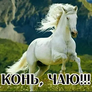 😂 КОНЬ, ЧАЮ!!! ngựa, động vật, ngựa trắng whatsapp sticker