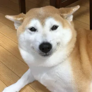 🐗 dog, shiba inu, animal, cute, pet, domestic animal telegram sticker