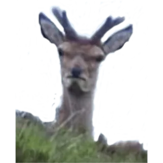😐 hert, dier, natuur, wildlife, zoogdier telegram sticker
