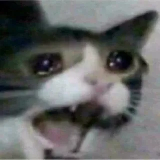 😂 gatto, triste, Meme, piangendo, animale telegram sticker