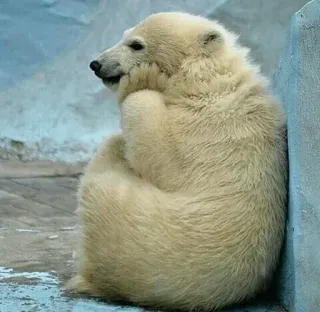 ➰ oso polar, animal, fauna, lindo, triste, sentado, oso blanco telegram sticker