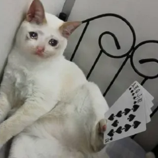 🐱 猫, ミーム, 悲しい, 泣く, ポーカー, カード, 不運, ギャンブル telegram sticker