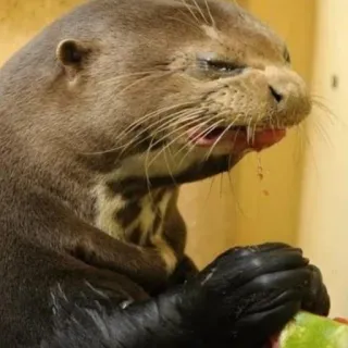 🐾 loutre, animal, mammifère, faune, mignon, eau, nature whatsapp sticker