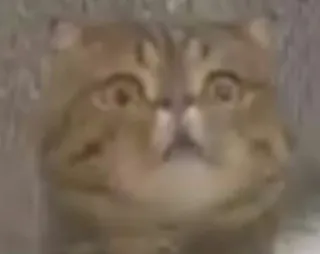 😯 chat, drôle, choqué, animal, mème telegram sticker