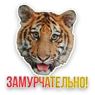 🐯 ЗАМУРЧАТЕЛЬНО! tiger, cute, animal, russian, sticker telegram sticker