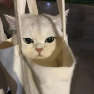😒 猫, 動物, ペット, 白, バッグ telegram sticker