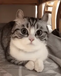 😳 猫, 子猫, ペット, 動物, かわいい, 家畜, ネコ科, 哺乳類 telegram sticker