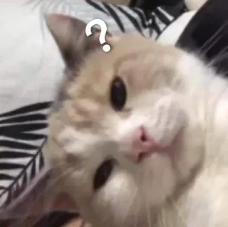 💓 ? gatto, punto interrogativo, confuso, animale domestico, animale, meme telegram sticker