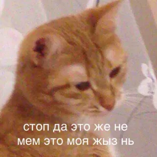 😿 стоп да это же не мем это моя жизь нь cat, meme, funny, animal, pet, text telegram sticker