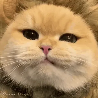 😡 iamideas mèo, sư tử, động vật, thú cưng, meme, dễ thương whatsapp sticker