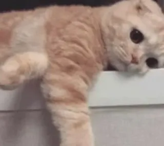 😺 gato, animal, animal de estimação, fofo, preguiçoso, adorável whatsapp sticker