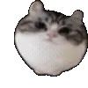 Kotik emoji @komaru_GIF telegram emojis 🔝
