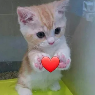 💗 ลูกแมว, แมว, หัวใจ, น่ารัก, ความรัก, สัตว์เลี้ยง, สัตว์ telegram sticker