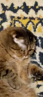 👀 gato, animal de estimação, animal, fofo, preguiçoso telegram sticker