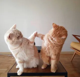 🥳 кот, дай пять, дружба, домашнее животное, рыжий полосатый кот, животное, домашняя кошка telegram sticker