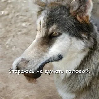 🥴 Стараюсь не думать головой. หมาป่า, มีม, ตลก, สัตว์, รัสเซีย telegram sticker