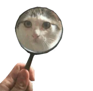 👀 고양이, 돋보기, 동물, 검색, 웃긴 telegram sticker