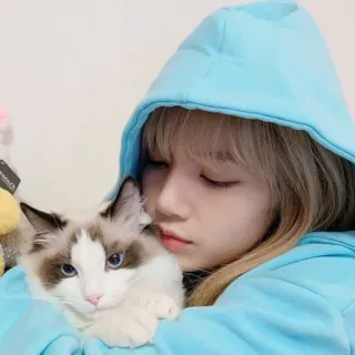🐬 chat, fille, sweat à capuche, animal de compagnie, ragdoll, mignon telegram sticker