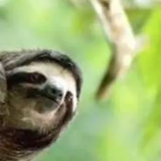 😐 bradipo, animale, natura, fauna selvatica, albero, carino, lento telegram sticker